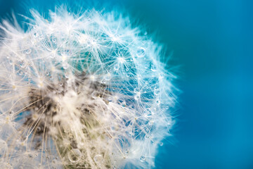 Abstract dandelion ball close-up with water droplets on a blue background. Soft and fluffy macro shot