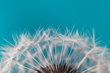 White and fluffy dandelion seeds close-up shot on a blue background