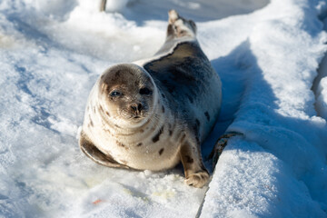 A harp seal with brown, grey, beige, and tan colored fur skin moves along the top of an ice pan on its fat belly. The seal is showing two sets of flippers and claws. The sun shines on its thick fur.