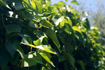 Lush green Hedera ivy covering perimeter wall in Bunyola, Mallorca in spring. Leafy climbing plant in bright sunlight, vibrant greenish leaves and foliage, natural exterior decoration and groundcover © cabado