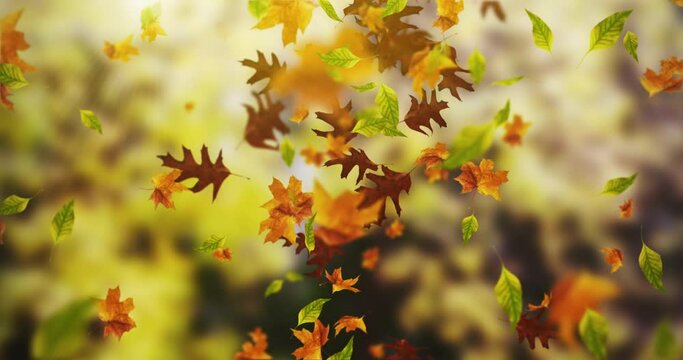 Animation of beautiful falling leaves in autumn background loop