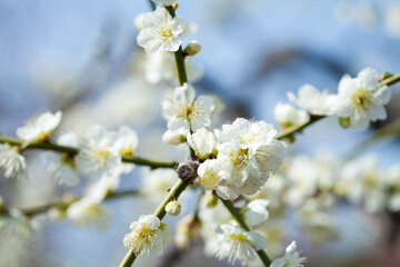 大阪城梅林の梅