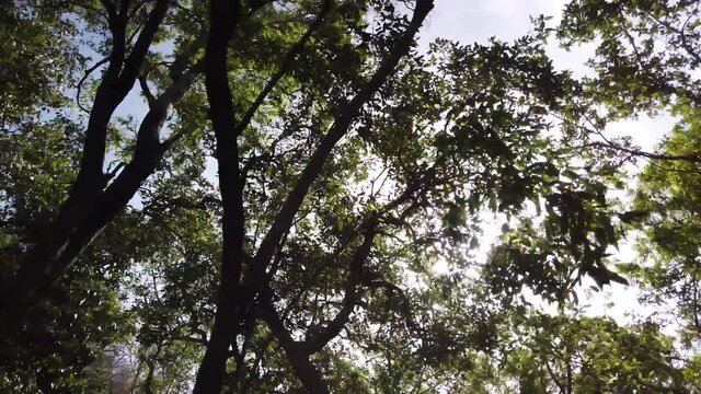 Tracking Shot of Indian Sun Beaming through Trees in Ranthambore National Park, Rajasthan, India