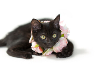 Black kitten wearing a pink ring of flowers around neck, isolated white background.