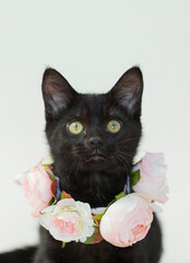 Black kitten wearing a pink ring of flowers around neck, isolated white background.