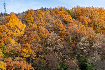 Color of tree leaves are changing to orange in autumn mountain, JAPAN.