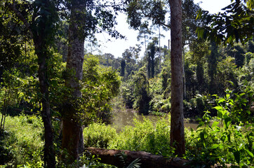 Fototapeta premium Thailand - Khao Yai National Park Pond