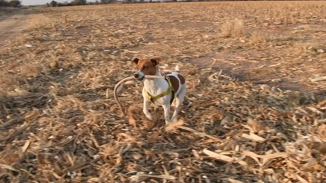 perro jack russeell terirrier corriendo en campo cosechado de maiz en atardecer seco en invierno de cordoba capital
