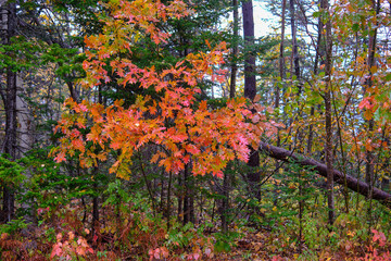 Orange leaves on a fallen tree in the Maine forest