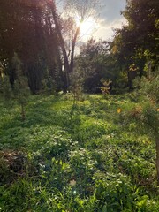 Obraz premium morning in the forest