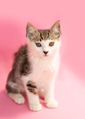 Fototapeta na wymiar White Calico kitten sitting, pink background.