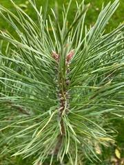 pine tree branch