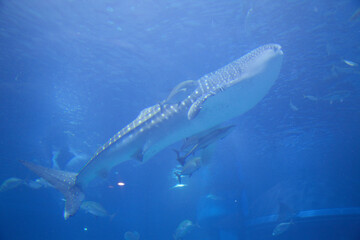 Fototapeta premium ジンベエザメとコバンザメ