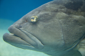 Fototapeta premium クエ