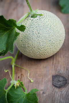Fresh picked homegrown cantaloupe on the vine
