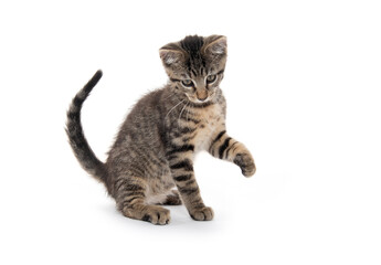 Cute tabby kitten on white background