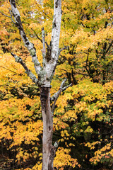 Colorful autumn leaves and trees