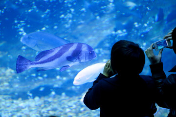 水族館の大水槽