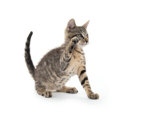 Cute tabby kitten on white background