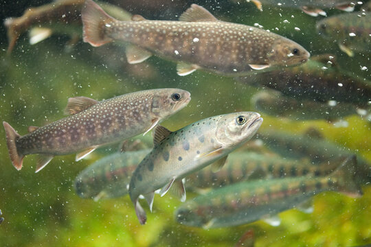 ニッコウイワナとヤマメ