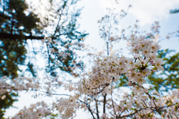 桜 春　花