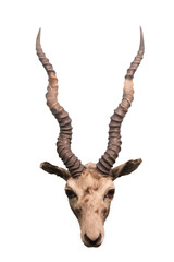 antelope isolated on white background