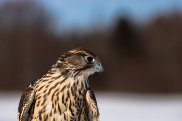 peregrine falcon portrait