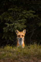 red fox vulpes
