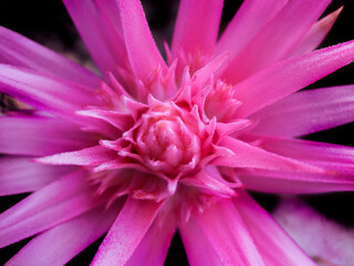 Multi Pedal Pink Flower Center Close Up View