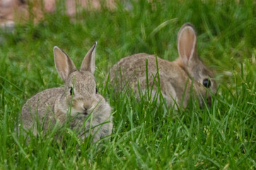 Two rabbits searching for grass to eat.