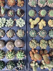 cactus in the market
