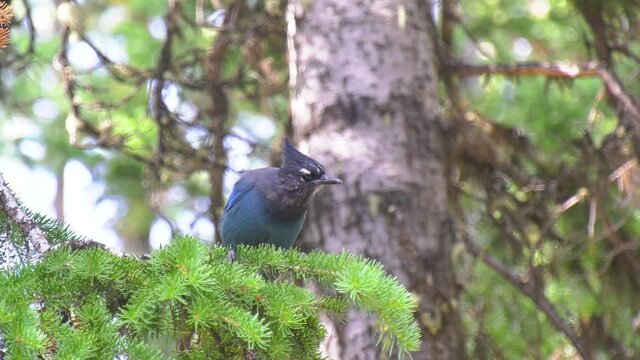 Steller's jay perched in a pine tree looking around