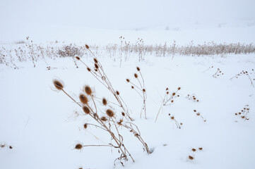 Dormant Thistles Stand out against the snow in the Countryside of the Palouse of Washington State