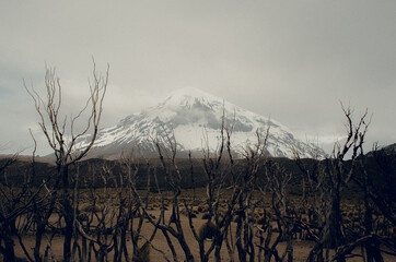 Sajama - Bolivia