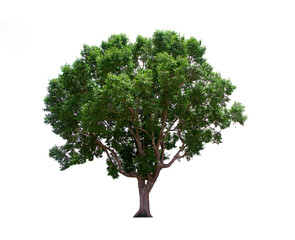 isolated tree green is located on a white background. Collection of isolated tree on white background Tropical tree