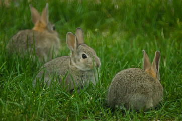 Naklejka na ściany i meble A trio of rabbits in a grassy yard.