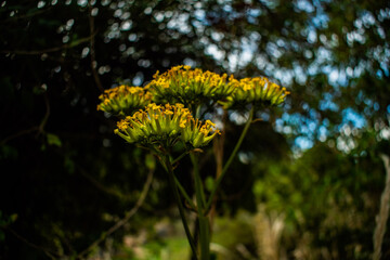 flower in the morning