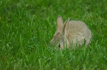 Small rabbit pulling up grass.