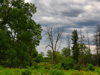 Obraz premium Three Red-Tailed Hawks Birds of Prey Perched in Dead Tree all to the Left, One at Top Branch, One Flying Away Underneath and One on Lower Branch with Stormy Cloudy Sky in Background