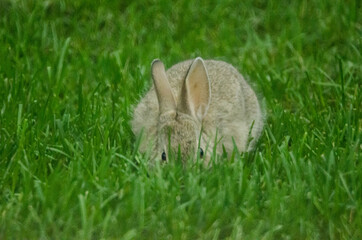 Baby rabbit eating grass from a lawn.