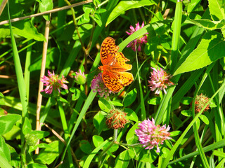 Silver Washed Fritillary Butterfly (Argynnis paphia) an Orange Butterfly Sits on a Pink Flower in Summer Green and Blooming Plants on a Sunny Day Closeup Macro