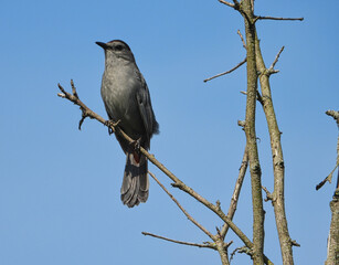 Gray Catbird Bird Perched on Top Tree Branch Looking Out Over Horizon with Bright Blue Clear Sky in Background