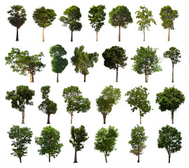 isolated tree green set is located on a white background.Collection of isolated tree green on white background Tropical tree