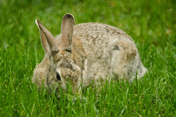 Bunny gnawing on a grassy lawn.