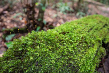 Moss green and fern detail nature in the rain forest with moss on the old timber - close up plant