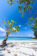 Tree before the sea, with clear water and blue sky, Travel background concept.