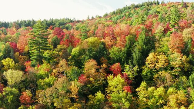 Breathtaking Fall Foliage Colors On Bright Autumn Forest Trees. Aerial, raising shot of revealing trees in beautiful Vermont in a fall. New England in fall.