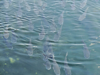 Fototapeta premium 運河の鯉