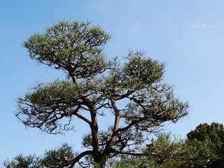 松と青空