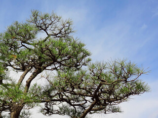 松と青空